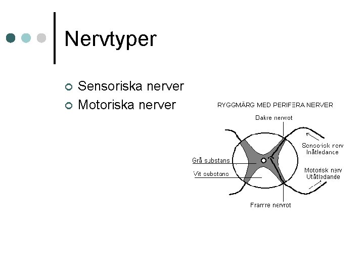 Nervtyper ¢ ¢ Sensoriska nerver Motoriska nerver 