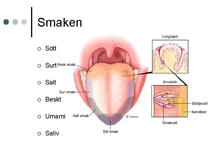 Smaken ¢ Sött ¢ Surt ¢ Salt ¢ Beskt ¢ Umami ¢ Saliv 