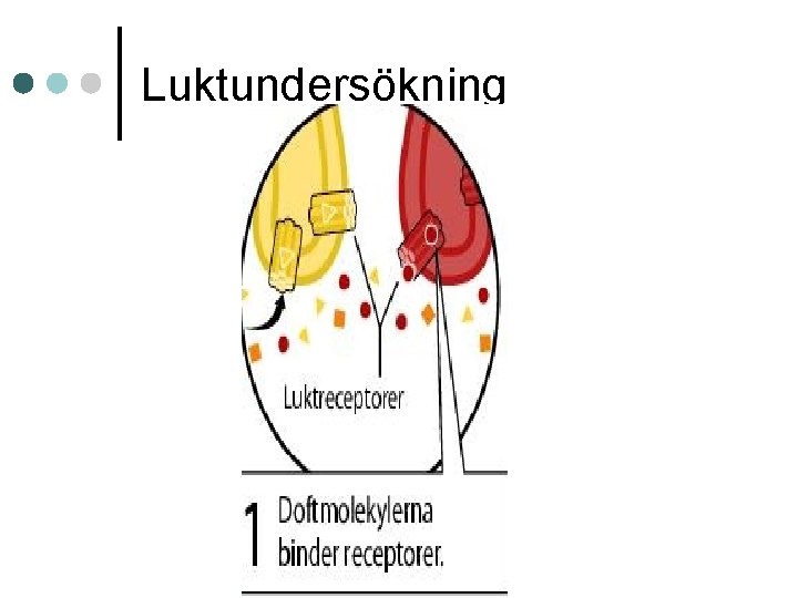 Luktundersökning 