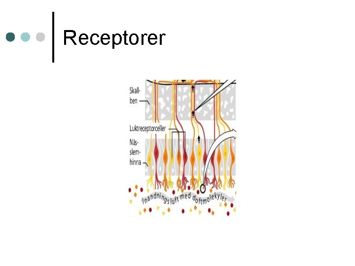 Receptorer 