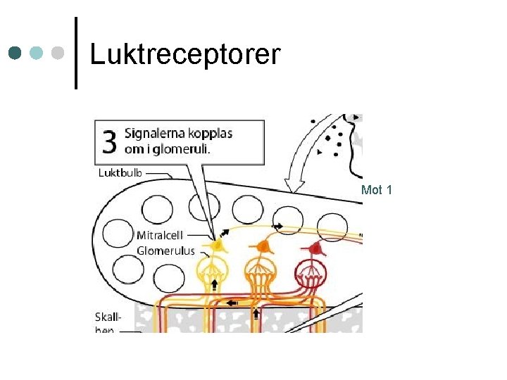 Luktreceptorer Mot 1 Luktreceptorer Mot 1