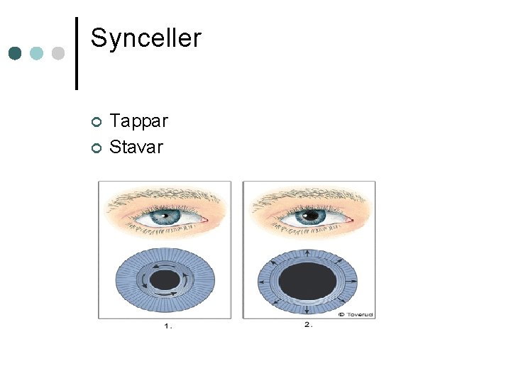 Synceller ¢ ¢ Tappar Stavar 