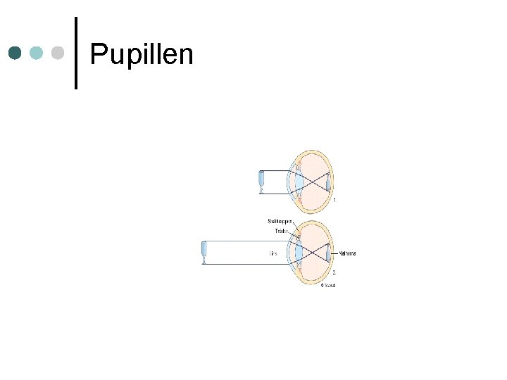 Pupillen 