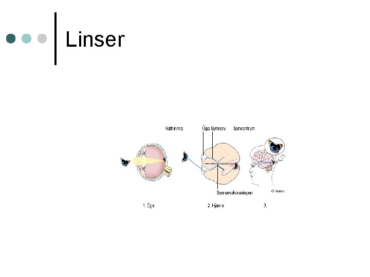 Linser 