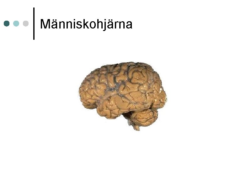 Människohjärna 