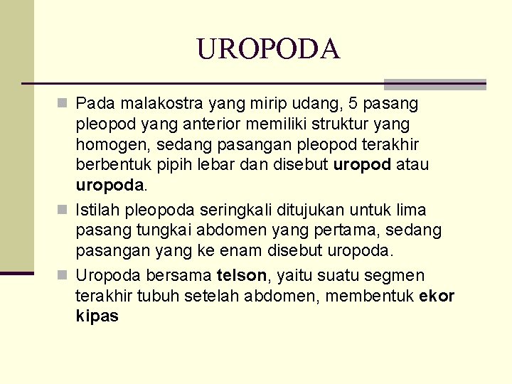 UROPODA n Pada malakostra yang mirip udang, 5 pasang pleopod yang anterior memiliki struktur