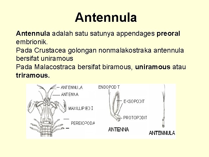 Antennula adalah satunya appendages preoral embrionik. Pada Crustacea golongan nonmalakostraka antennula bersifat uniramous Pada