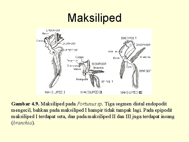 Maksiliped Gambar 4. 9. Maksiliped pada Portunus sp. Tiga segmen distal endopodit mengecil, bahkan