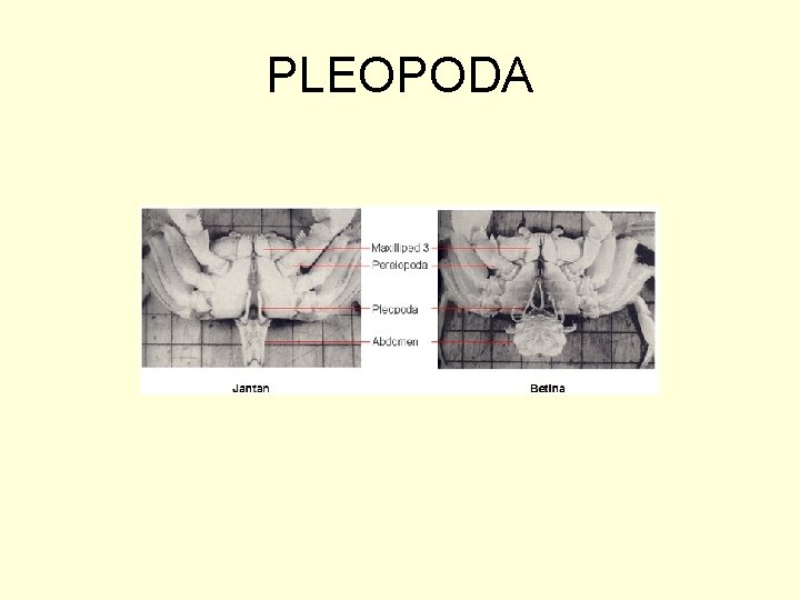 PLEOPODA 