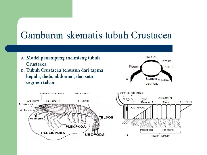 Gambaran skematis tubuh Crustacea A. Model penampang melintang tubuh Crustacea B. Tubuh Crustacea tersusun