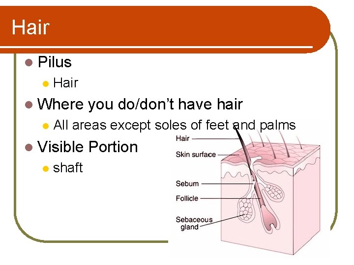 Hair l Pilus l Hair l Where l All areas except soles of feet