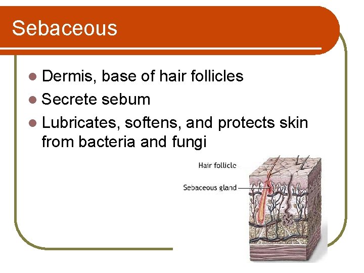 Sebaceous l Dermis, base of hair follicles l Secrete sebum l Lubricates, softens, and