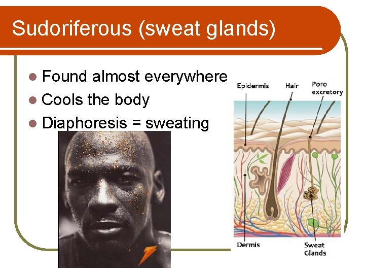 Sudoriferous (sweat glands) l Found almost everywhere l Cools the body l Diaphoresis =