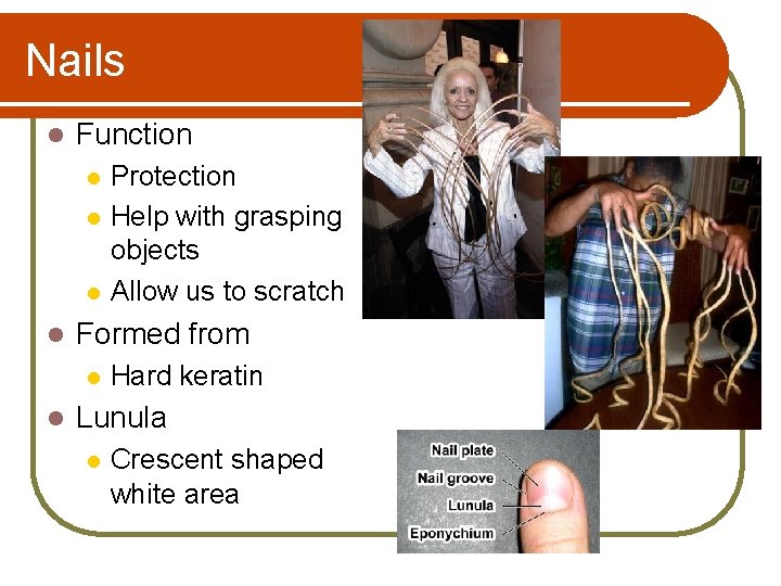 Nails l Function l l Formed from l l Protection Help with grasping objects