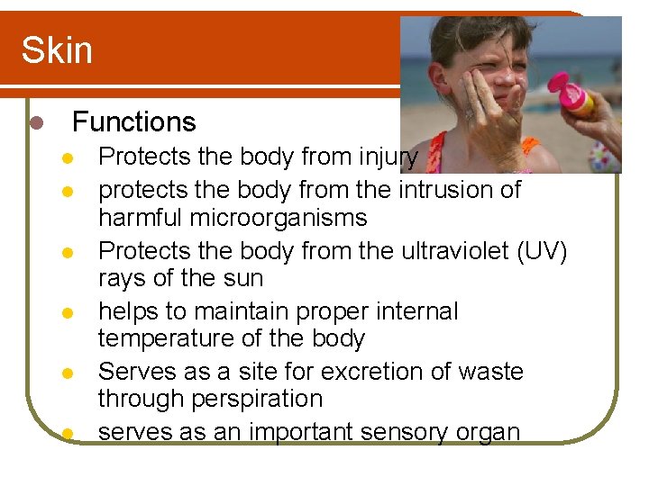 Skin l Functions l l l Protects the body from injury protects the body