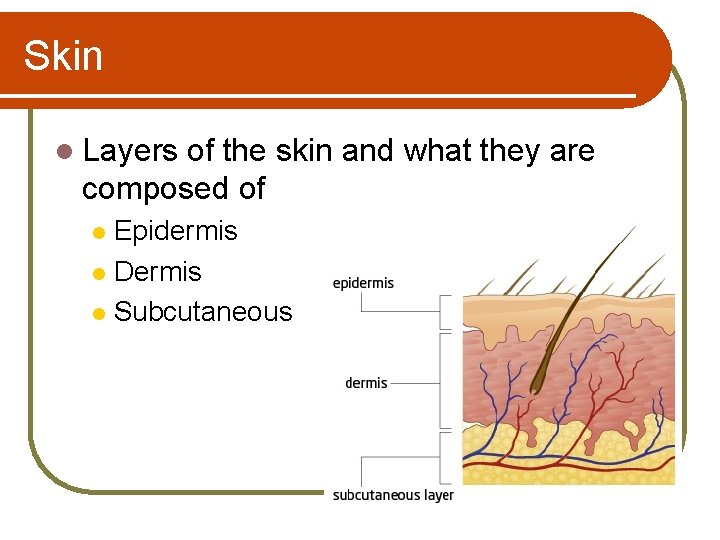 Skin l Layers of the skin and what they are composed of Epidermis l