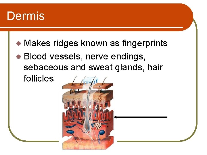 Dermis l Makes ridges known as fingerprints l Blood vessels, nerve endings, sebaceous and
