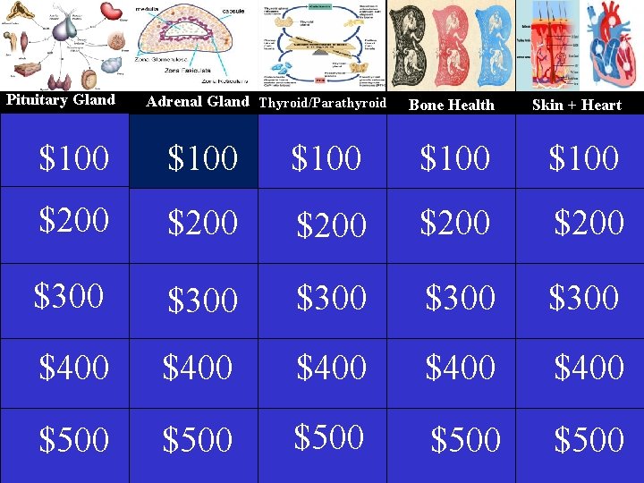 Pituitary Gland Adrenal Gland Thyroid/Parathyroid Thyrotoxicosis Bone Health Skin + Heart $100 $100 $200