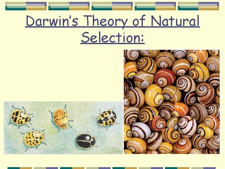 Darwin’s Theory of Natural Selection: 1. There is variation within a population. 