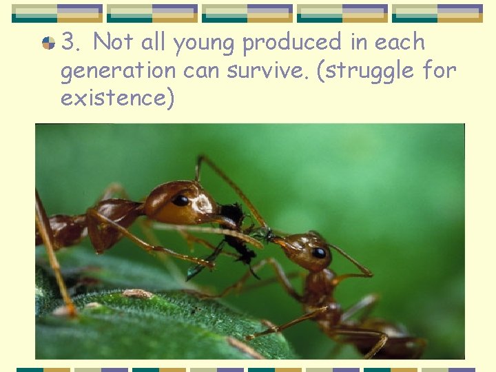 3. Not all young produced in each generation can survive. (struggle for existence) 