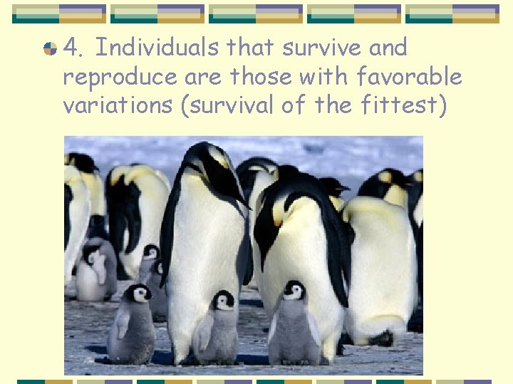 4. Individuals that survive and reproduce are those with favorable variations (survival of the