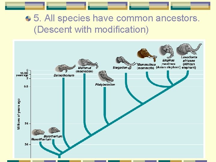 5. All species have common ancestors. (Descent with modification) 