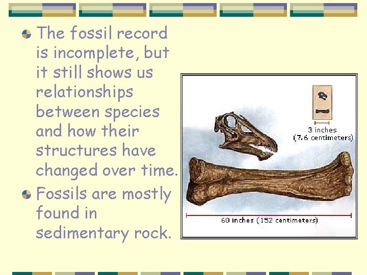 The fossil record is incomplete, but it still shows us relationships between species and