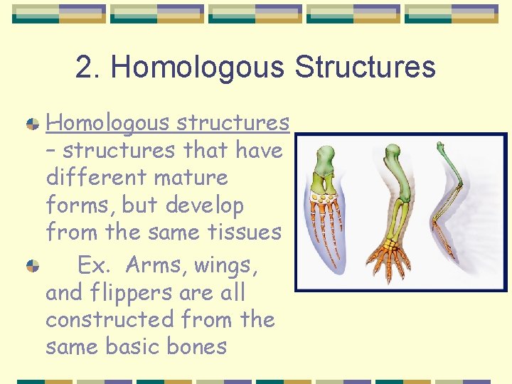 2. Homologous Structures Homologous structures – structures that have different mature forms, but develop