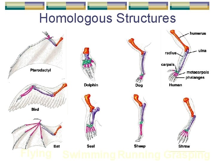 Homologous Structures Flying Swimming Running Grasping 