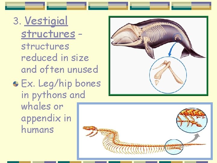 3. Vestigial structures – structures reduced in size and often unused Ex. Leg/hip bones