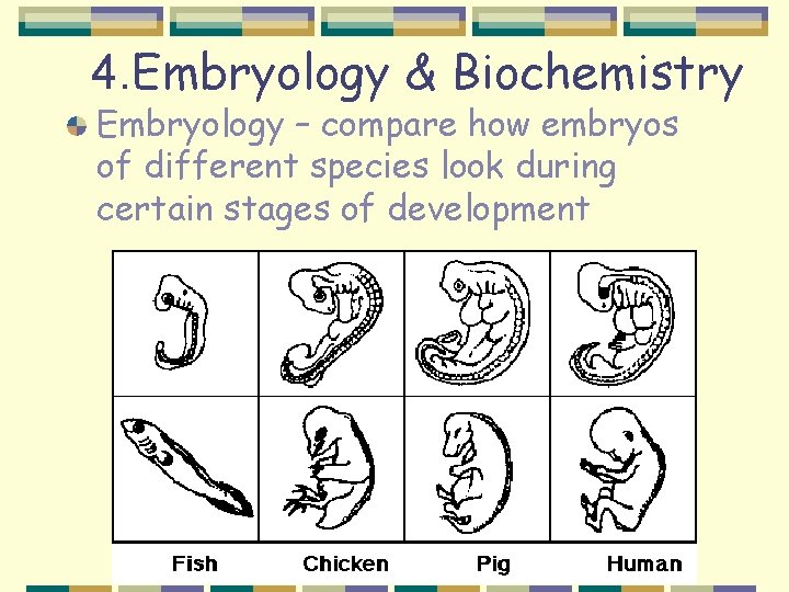 4. Embryology & Biochemistry Embryology – compare how embryos of different species look during