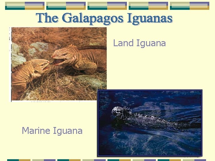 Land Iguana Marine Iguana 