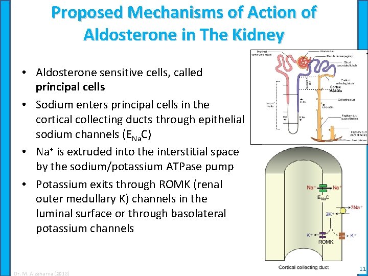 Proposed Mechanisms of Action of Aldosterone in The Kidney • Aldosterone sensitive cells, called