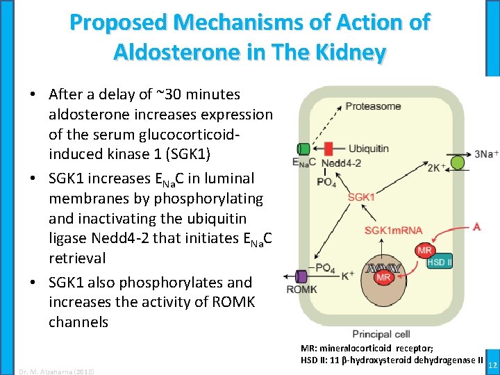Proposed Mechanisms of Action of Aldosterone in The Kidney • After a delay of
