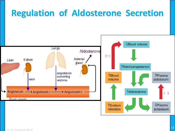 Regulation of Aldosterone Secretion Dr. M. Alzaharna (2018) 13 