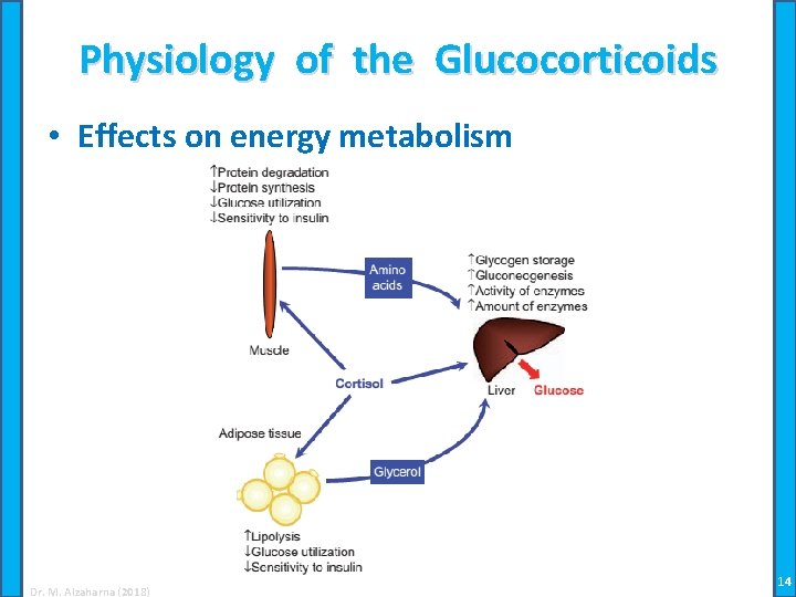 Physiology of the Glucocorticoids • Effects on energy metabolism Dr. M. Alzaharna (2018) 14
