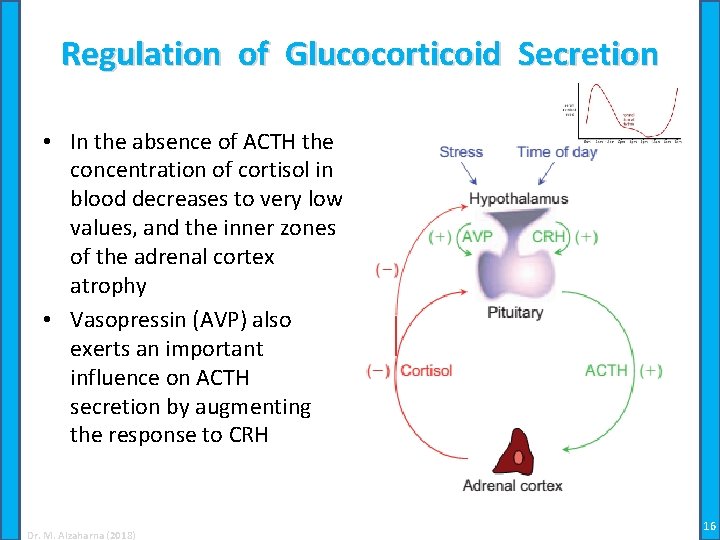 Regulation of Glucocorticoid Secretion • In the absence of ACTH the concentration of cortisol