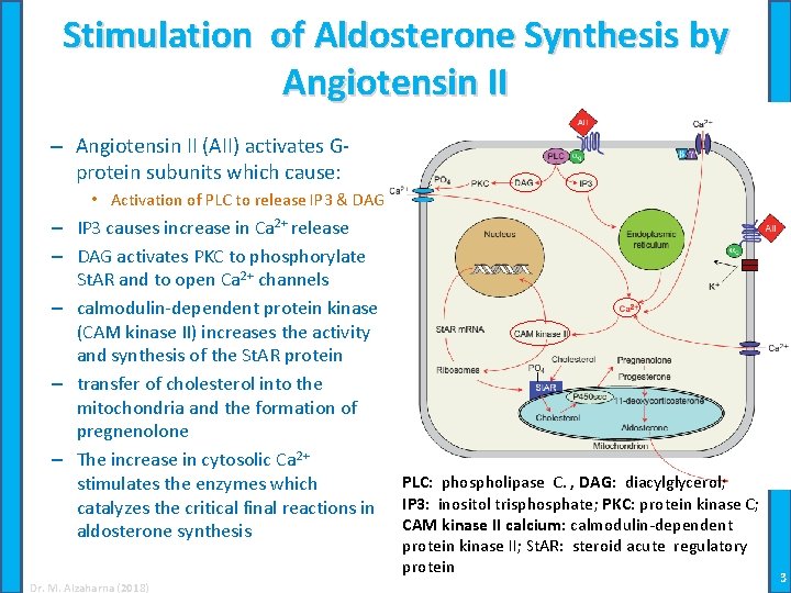 Stimulation of Aldosterone Synthesis by Angiotensin II – Angiotensin II (AII) activates Gprotein subunits