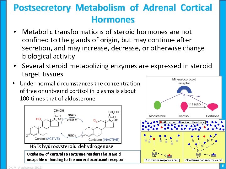 Postsecretory Metabolism of Adrenal Cortical Hormones • Metabolic transformations of steroid hormones are not