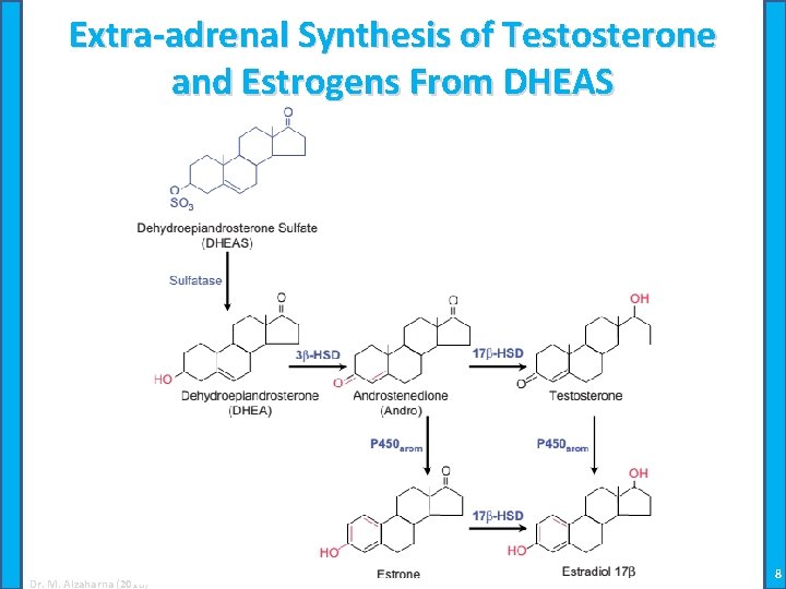 Extra-adrenal Synthesis of Testosterone and Estrogens From DHEAS Dr. M. Alzaharna (2018) 8 