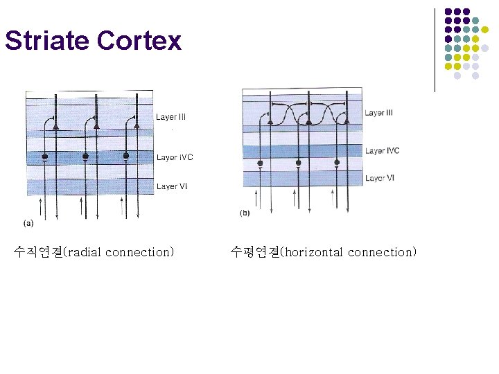 Striate Cortex 수직연결(radial connection) 수평연결(horizontal connection) 