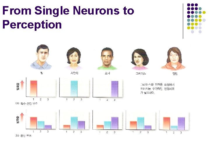 From Single Neurons to Perception 