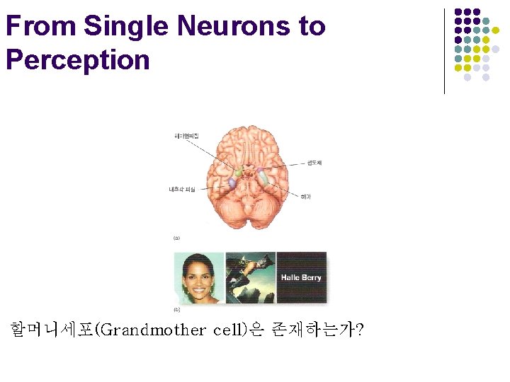 From Single Neurons to Perception 할머니세포(Grandmother cell)은 존재하는가? 