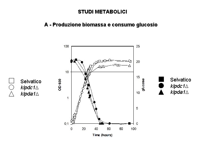 STUDI METABOLICI A - Produzione biomassa e consumo glucosio Selvatico klpdc 1 klpda 1