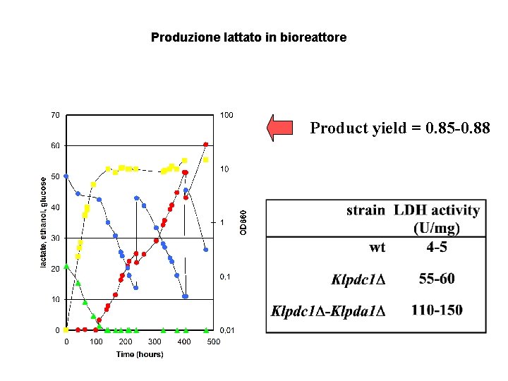 Produzione lattato in bioreattore Product yield = 0. 85 -0. 88 