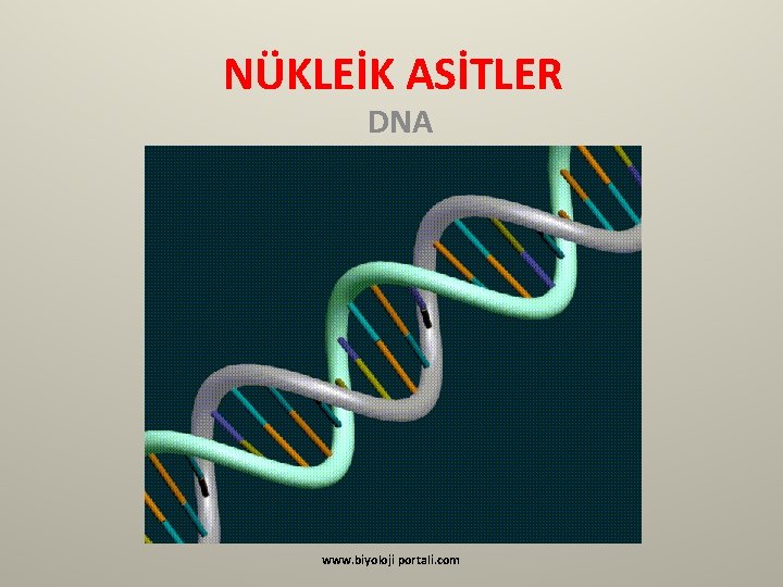 NÜKLEİK ASİTLER DNA www. biyoloji portali. com 