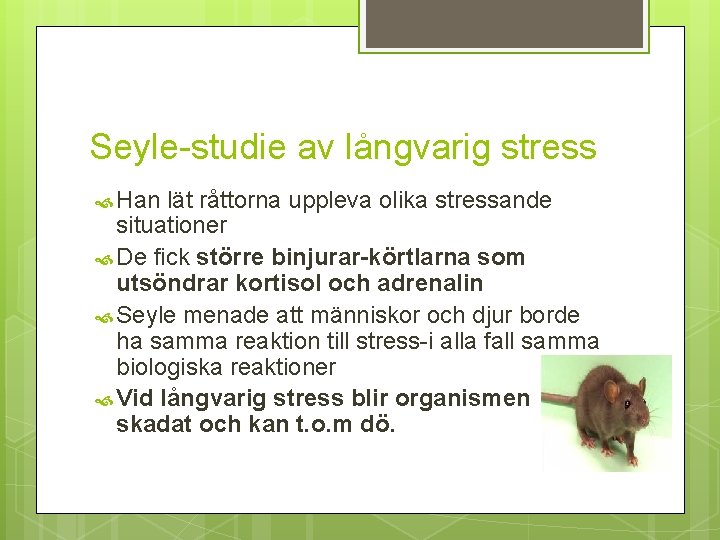 Seyle-studie av långvarig stress Han lät råttorna uppleva olika stressande situationer De fick större