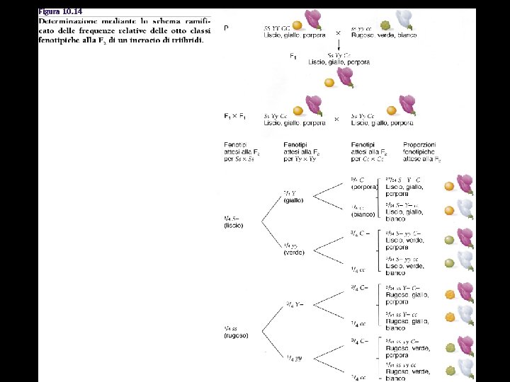 DIHYBRIDS CROSS Mendel crossed pure lines with two