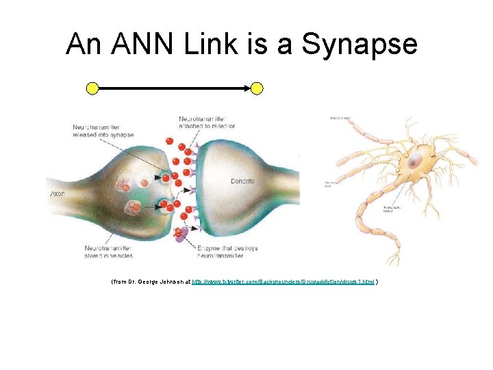 An ANN Link is a Synapse (from Dr. George Johnson at http: //www. txtwriter.