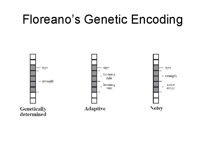 Floreano’s Genetic Encoding 